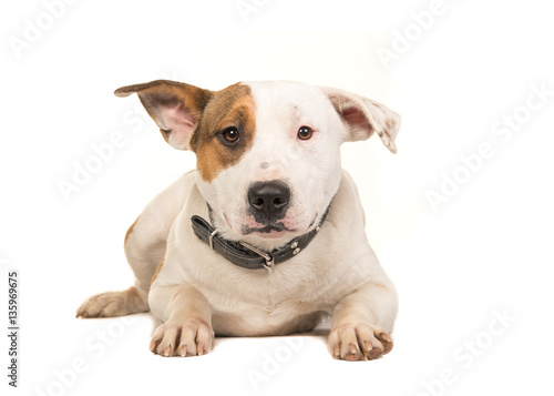 Stafford terrier dog lying on the floor facing the camera seen from the front wearing a collar isolated on a white background