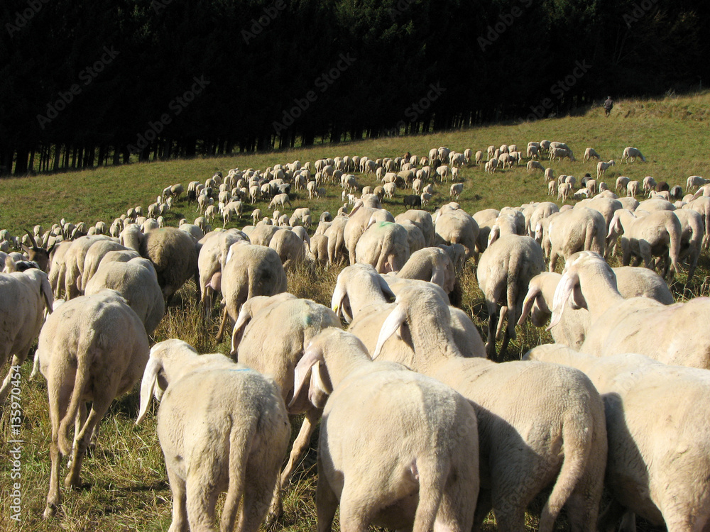 Fototapeta premium flock with many sheep with long white fleece grazing on mountain
