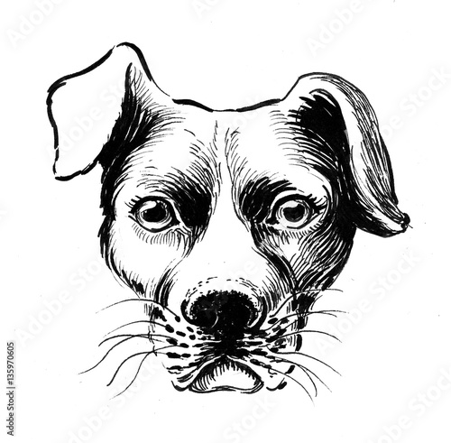 Dog head sketch photo