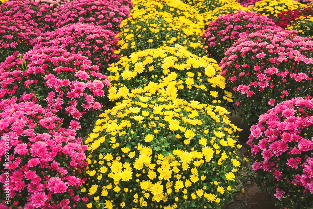 Yellow and pink chrysanthemums, autumn flowers at the market