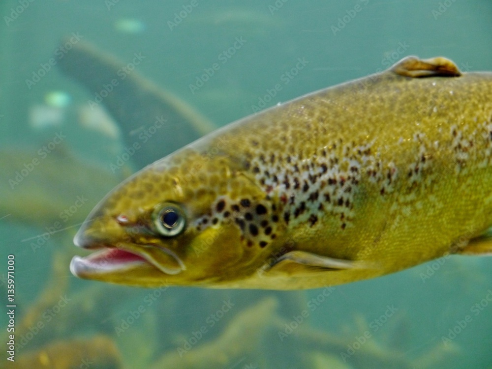 Fisch unter Wasser Fisch unter Wasser