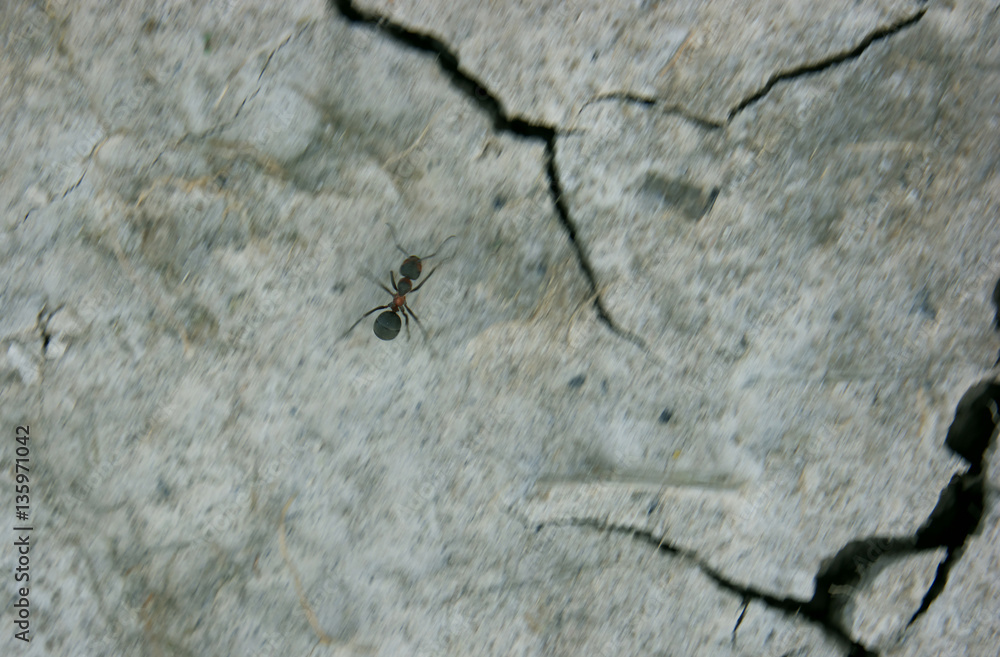 Ant is running away from earthquake Ant is running away from earthquake
