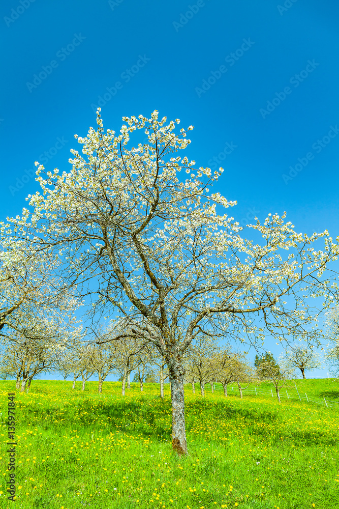 view of a cherry tree garden in springtime