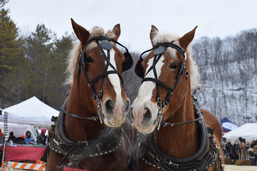 Obraz premium Sleigh ride