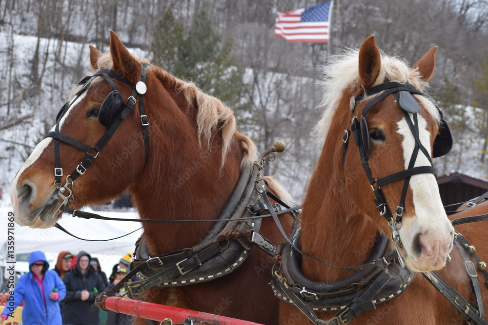 Obraz premium Sleigh ride