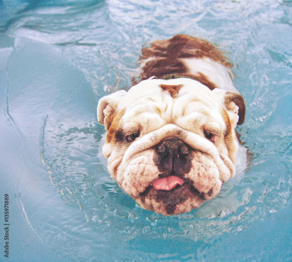  a bulldog having fun at a local public pool