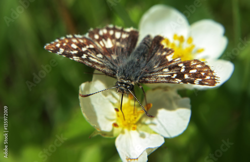 Butterfly hesperiidae syrichtus at the flower photo