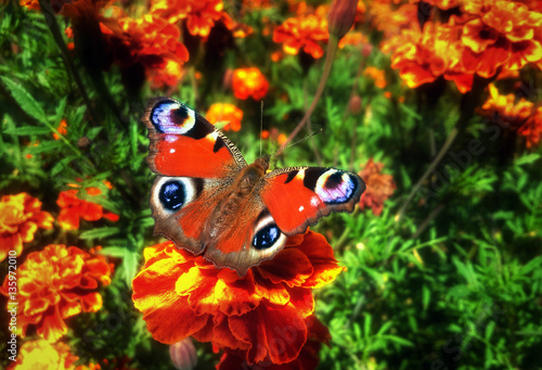 Butterfly Inachis io at the beautiful flower tagete