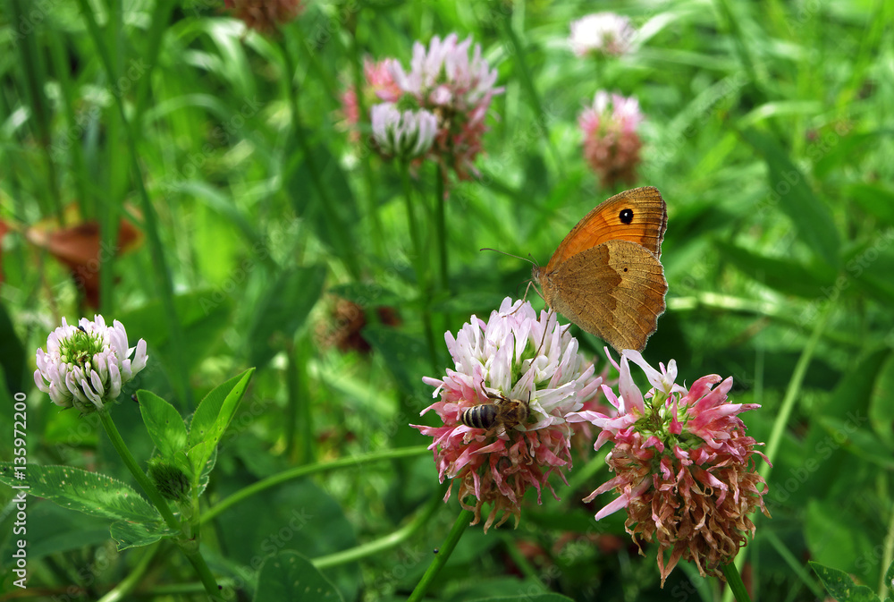 Orange butterfly and bee at the flower Orange butterfly and bee at the flower
