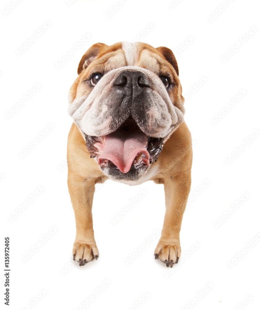  a big bulldog begging isolated on a white background