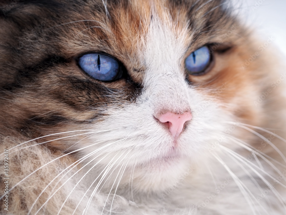 Cat with blue eyes close up