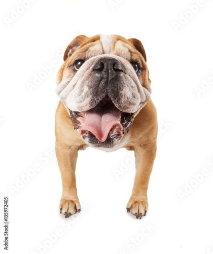  a big bulldog begging isolated on a white background © annette shaff