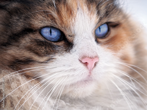 Obraz na płótnie Cat with blue eyes close up w salonie