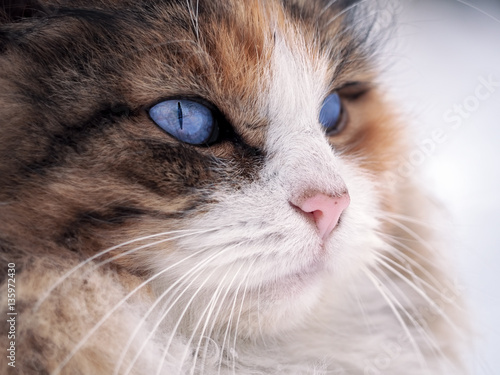 Cat with bright blue eyes close up