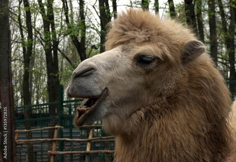 Fototapeta premium Camel chew