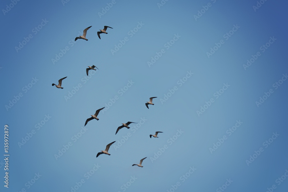 a flock of seagulls flying overhead toned with a retro vintage i
