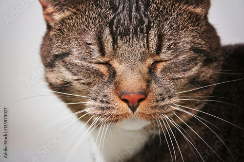 Fototapeta vignette of a cat with his face scrunched up in a pout or a scow