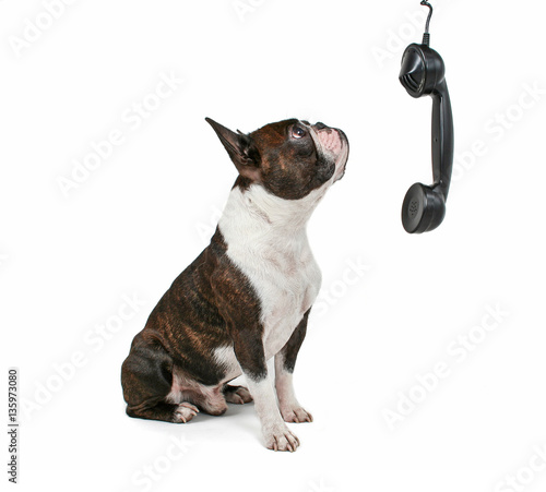 a boston terrier talking on the phone photo