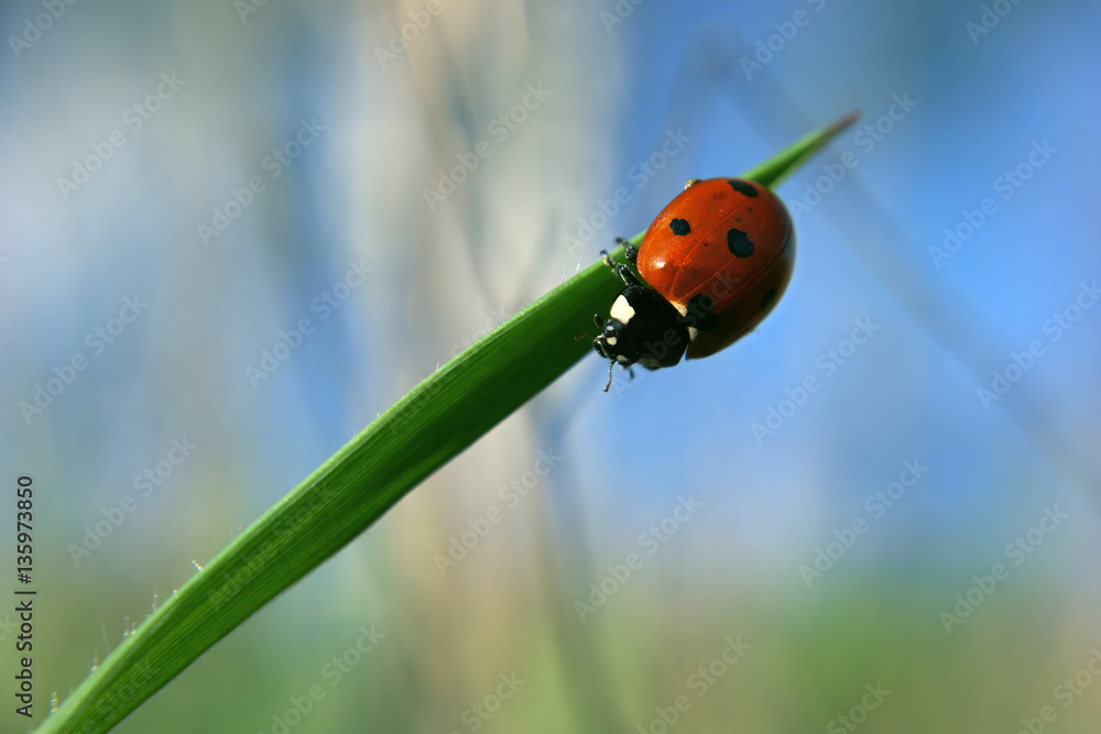 Ladybug going down the green grass Ladybug going down the green grass