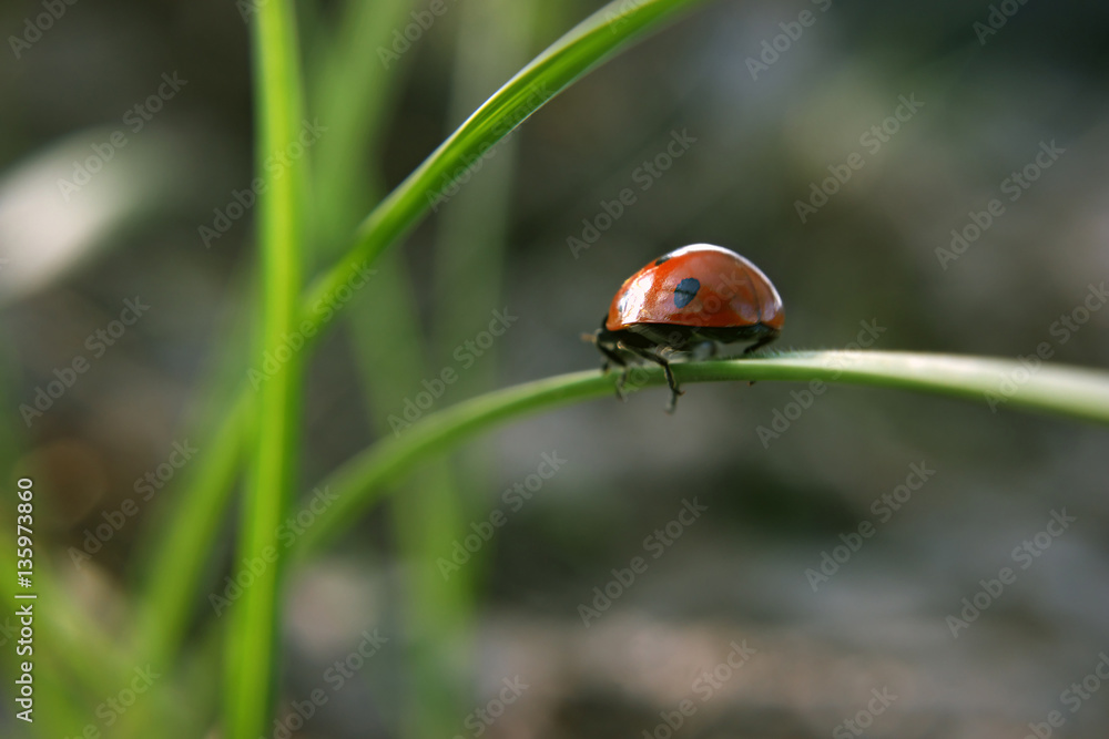 Ladybug on the green grass shows her bag Ladybug on the green grass shows her bag