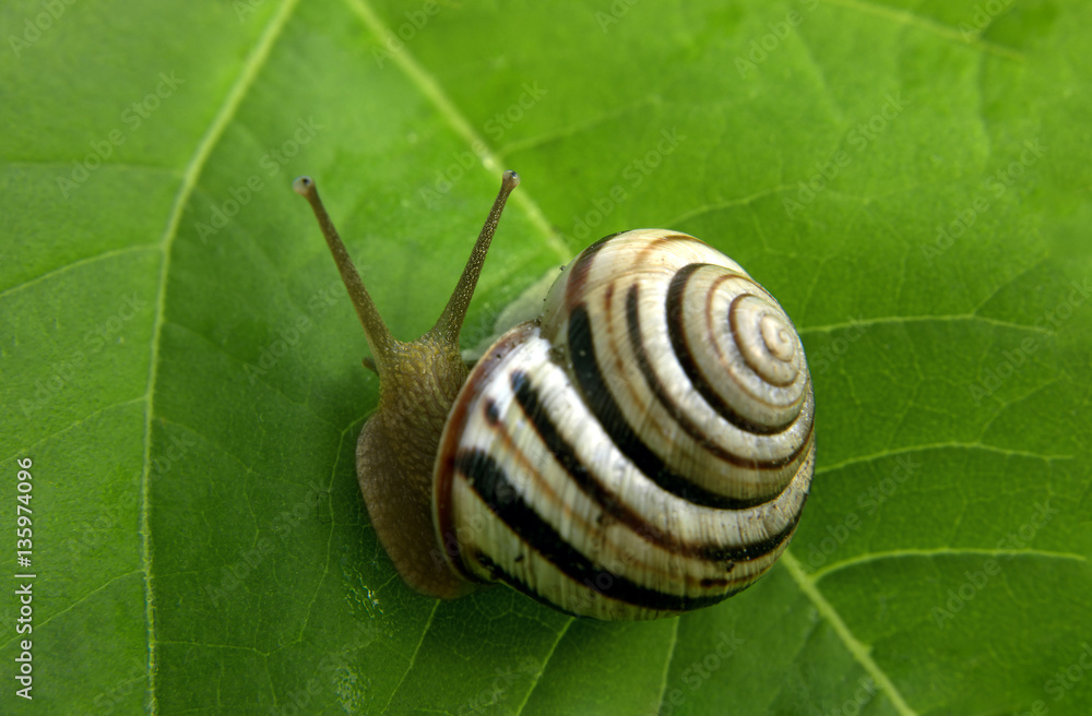 Snail at the green leaf Snail at the green leaf