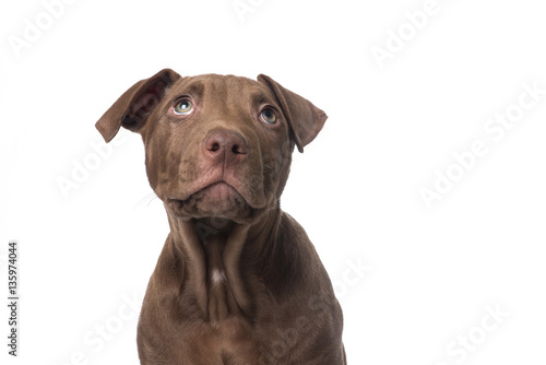 Fototapeta Naklejka Na Ścianę i Meble -  Cute brown pitbull terrier puppy looking up on a white background
