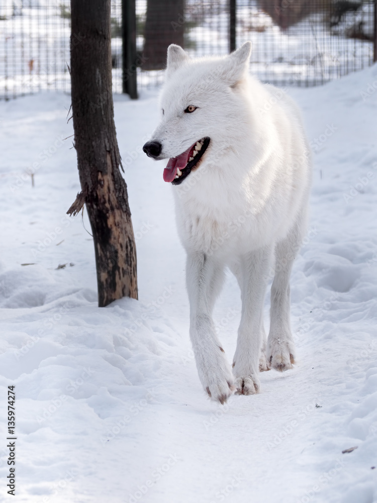 White wolf running at the snow and looking to the right