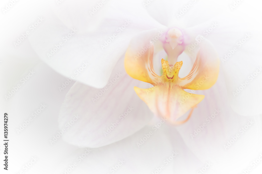 Close up of a white blooming orchid
