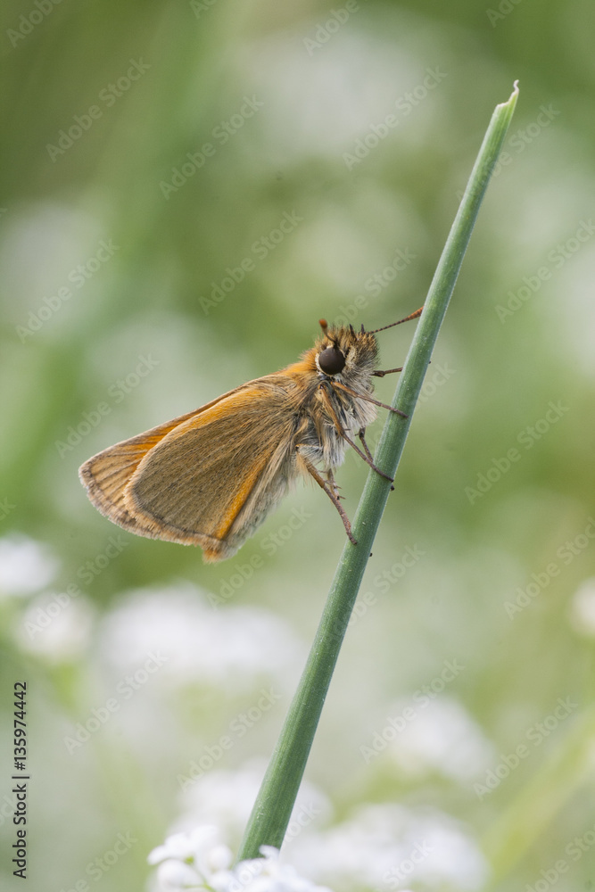 Skipper on a sunny meadow