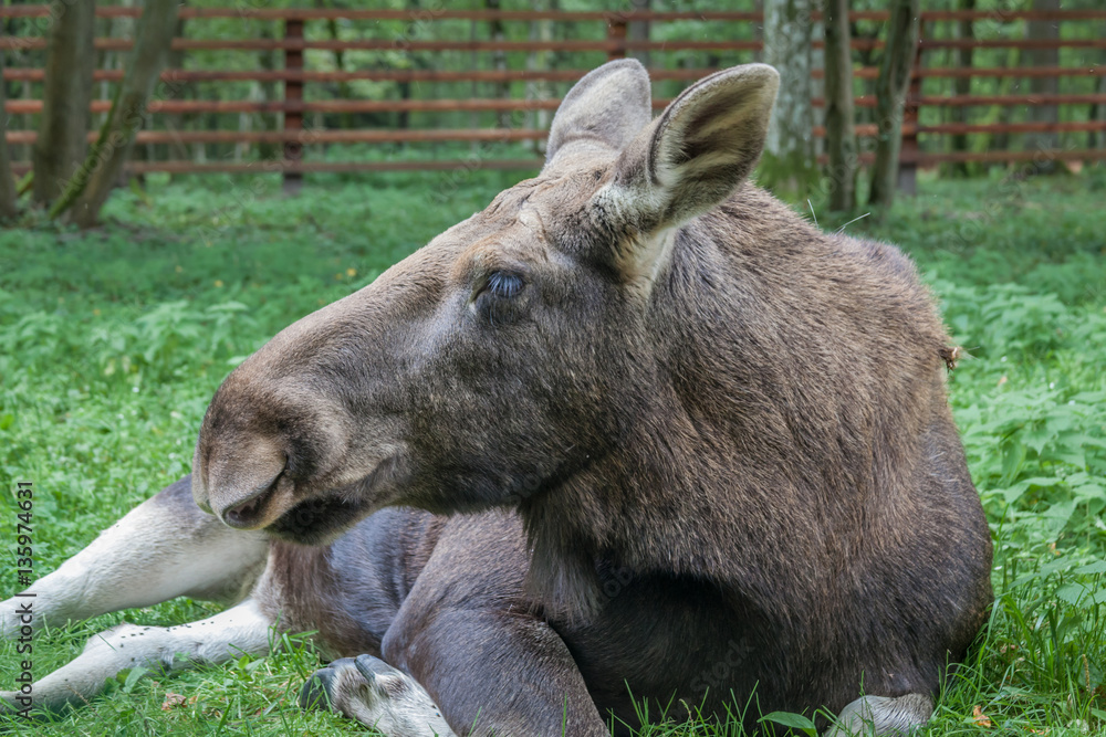 Moose lying on the ground in an enclosure Moose lying on the ground in an enclosure