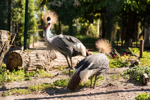 couple crowned cranes