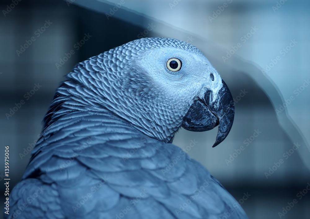 Fototapeta premium Parrot Psittacus erithacus Gako grey close up