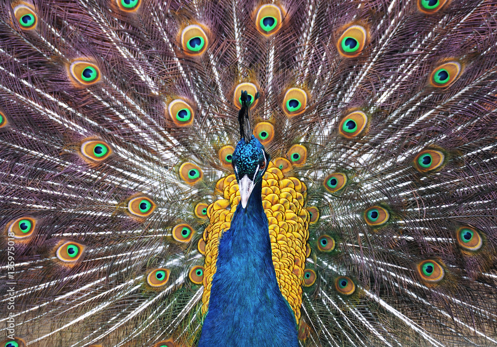 Obraz premium Peacock Pavo cristatus z bliska pokazując piękne upierzenie