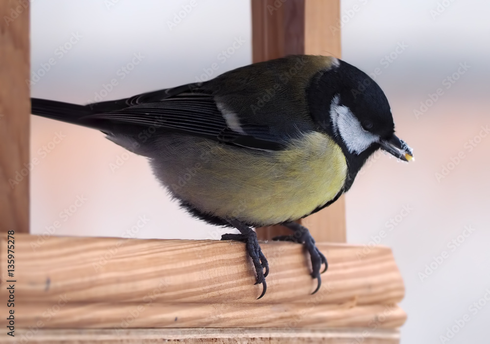 Obraz premium Tit with yellow plumage sitting at the wood feeder and keeping g