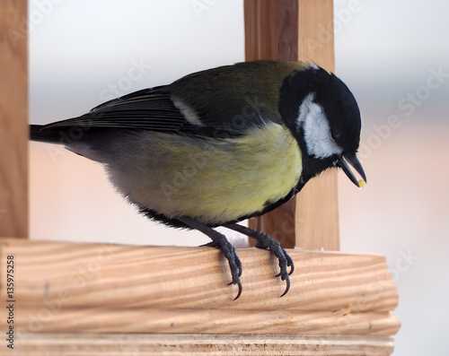 Tit with yellow plumage is sitting at the wood feeder and keepin photo