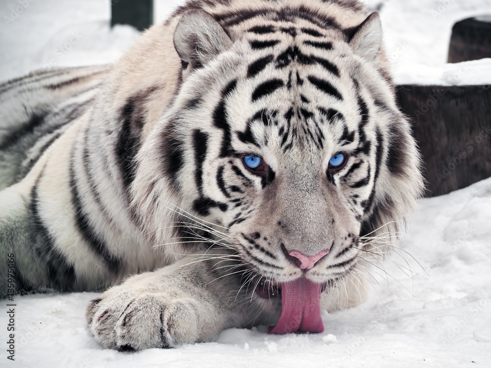 Fototapeta premium White tiger Panthera tigris bengalensis portrait with red tongue