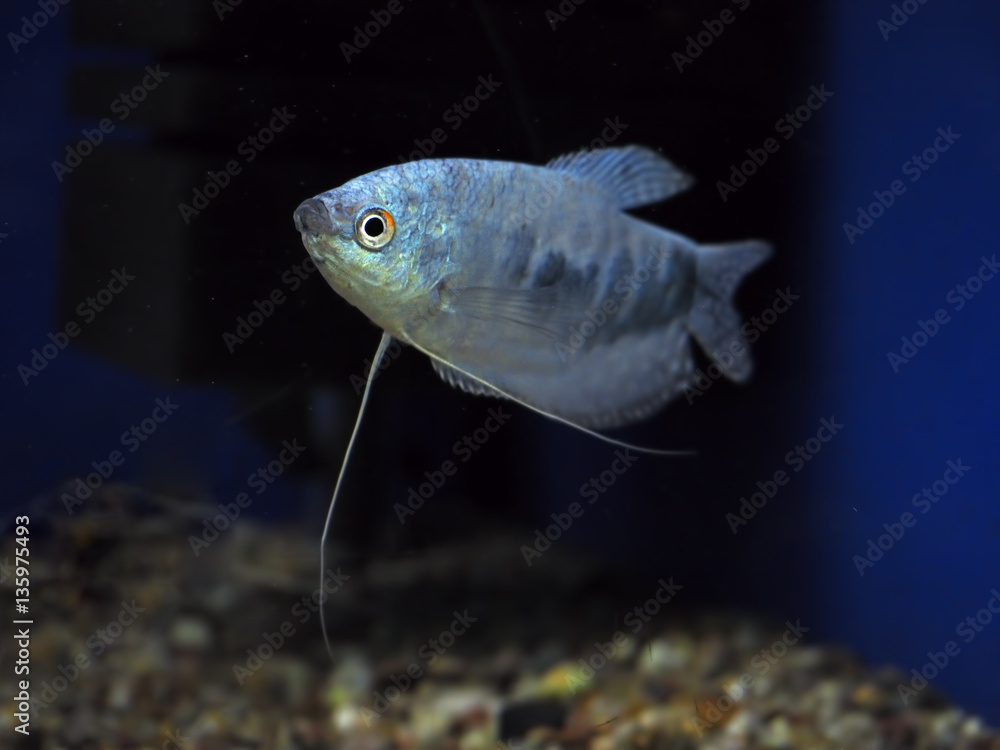 Fish Trichogaster microlepis gourami blue