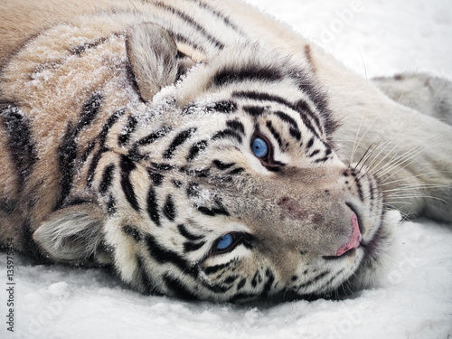 Obraz na płótnie White tiger Panthera tigris bengalensis at snow portrait w salonie