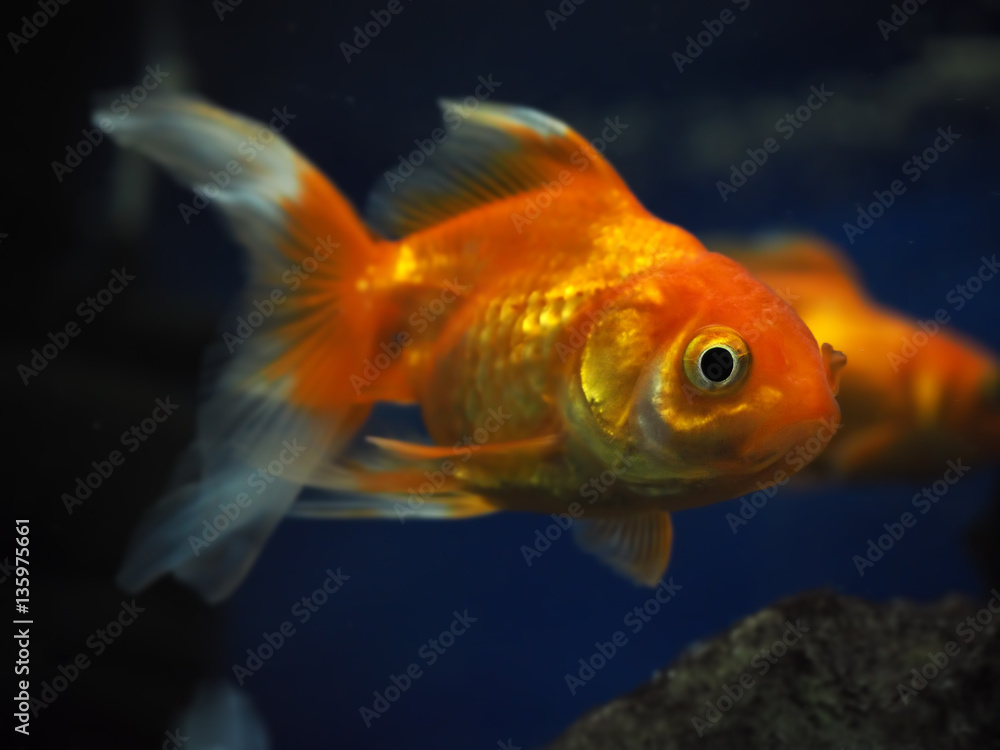 Golden yellow fish sweaming away near rock view from right side Golden yellow fish sweaming away near rock view from right side