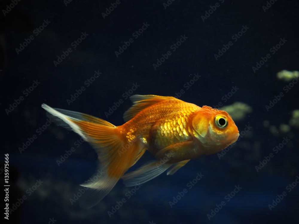 Fototapeta premium Golden yellow fish underwater sweaming away near rocks view from