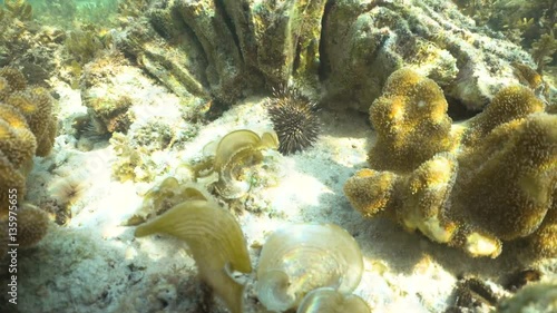 Wallpaper Mural Black sea urchin under water among coral. Wonderful and beautiful underwater world with corals and tropical fish. Diving and snorkeling in the tropical sea. 4K video, Philippines. Torontodigital.ca
