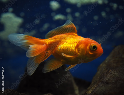 Golden yellow fish underwater sweaming away near the rocks view