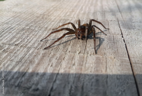 Brown spider at the wood