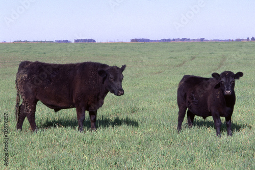 Rodeo a campo de Aberdeen Angus, 9 de Julio, Argentina  photo