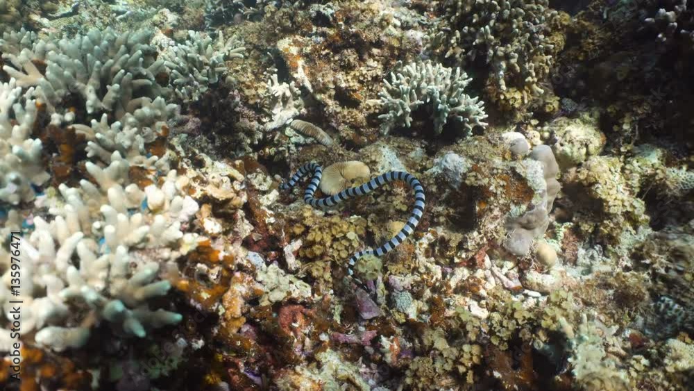 Sea snake on coral reef. Banded Sea Snake underwater.Wonderful and beautiful underwater world. Diving and snorkeling in the tropical sea. 4K video. Sea snake on coral reef. Banded Sea Snake underwater.Wonderful and beautiful underwater world. Diving and snorkeling in the tropical sea. 4K video.