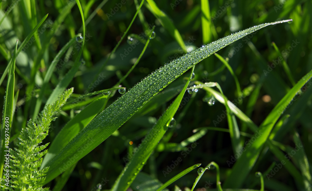 Green grass with big amount of water drops on it Green grass with big amount of water drops on it