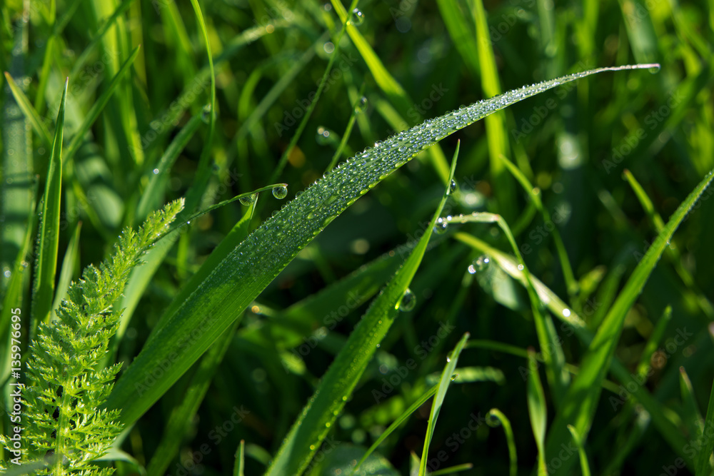Green grass with big amount of water drops on it Green grass with big amount of water drops on it