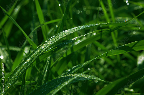 Green grass after the rain with drops