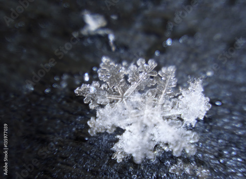 Snowflakes couple on the dark blue background