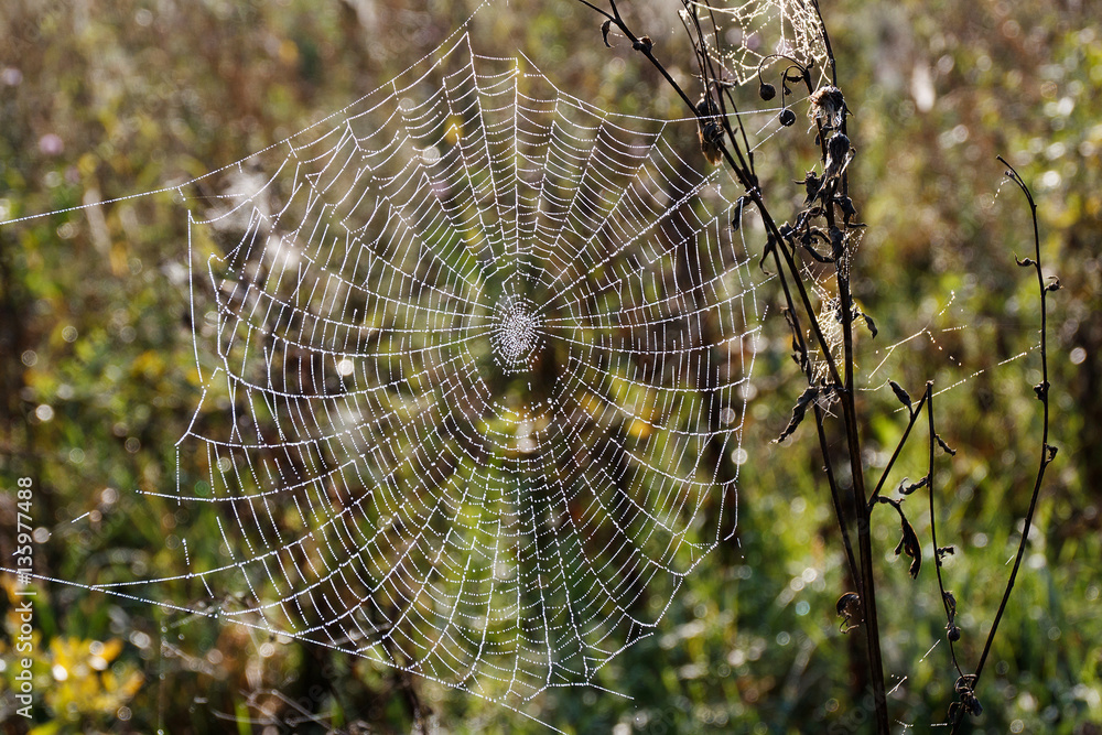Cobweb closeup, beautiful spider's web